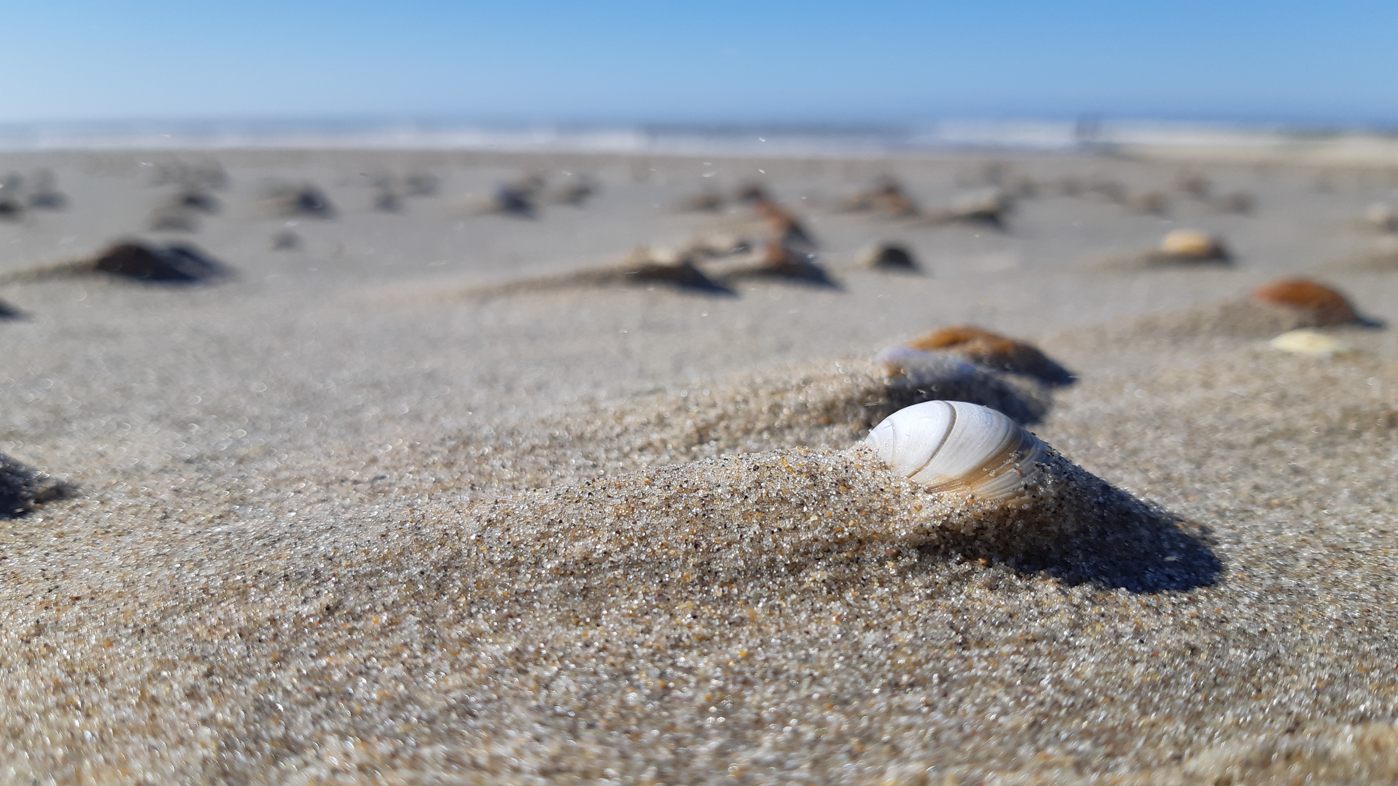 close-up strand met schelpen