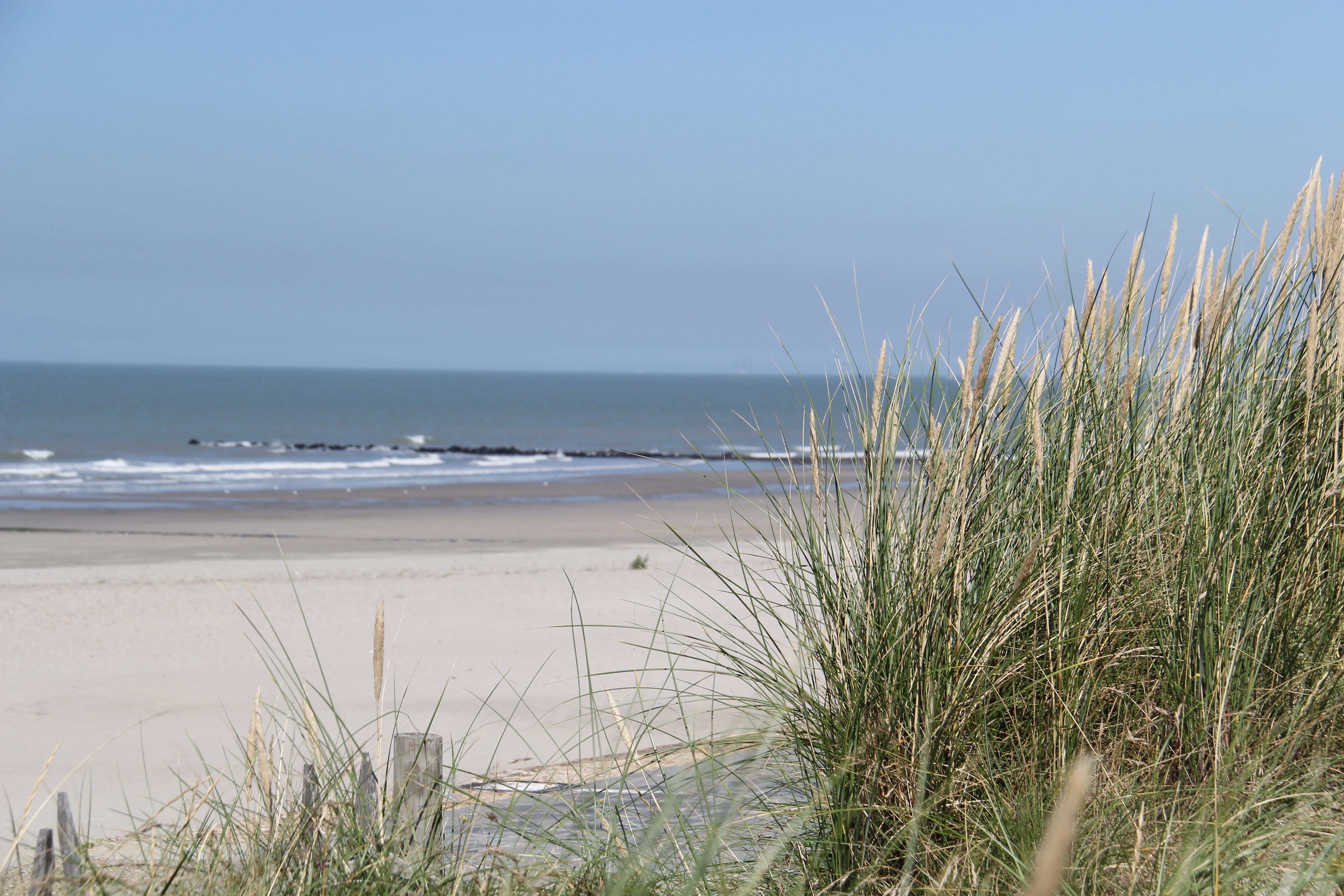 helmgras strand zee